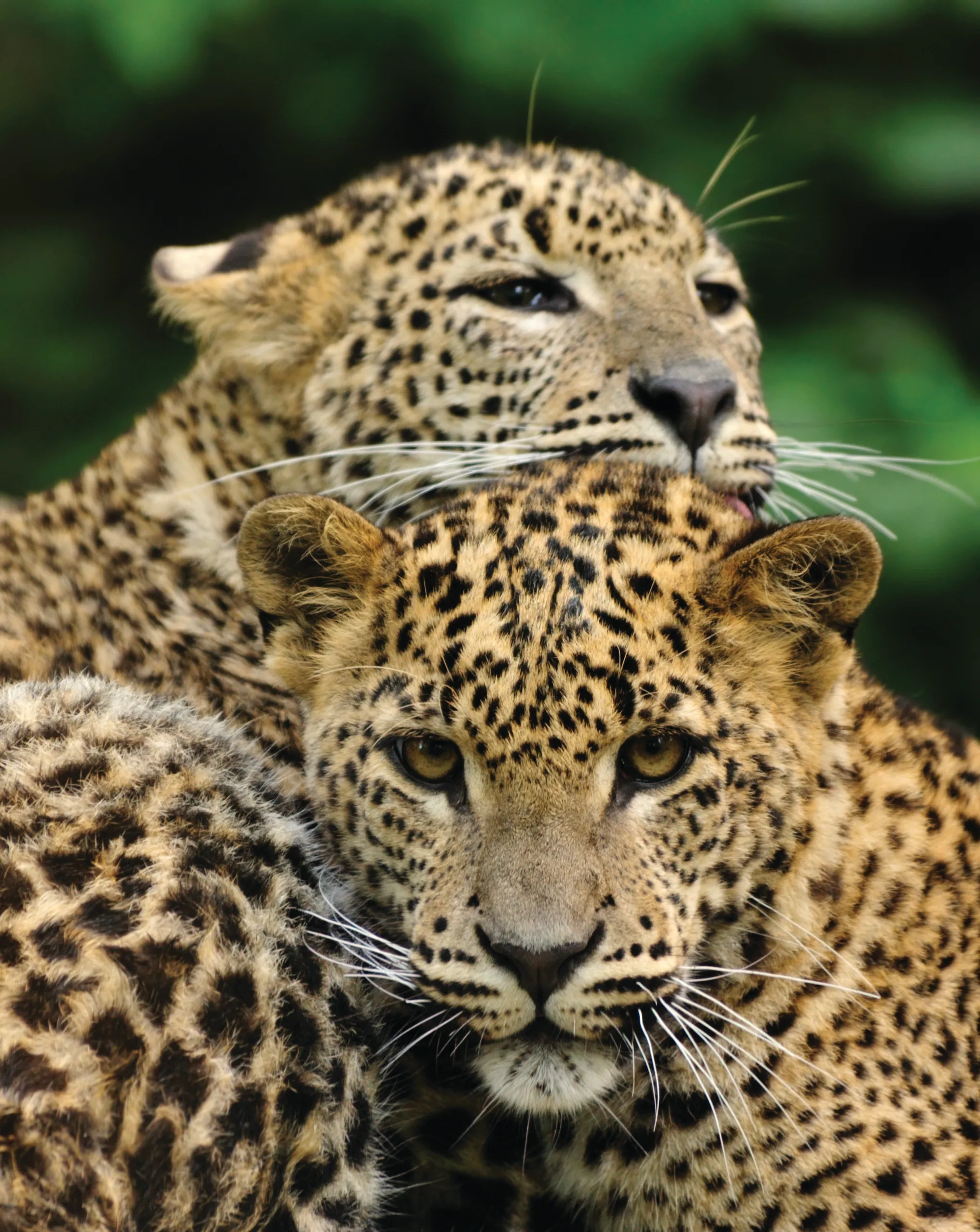 Yala Leopard Sighting