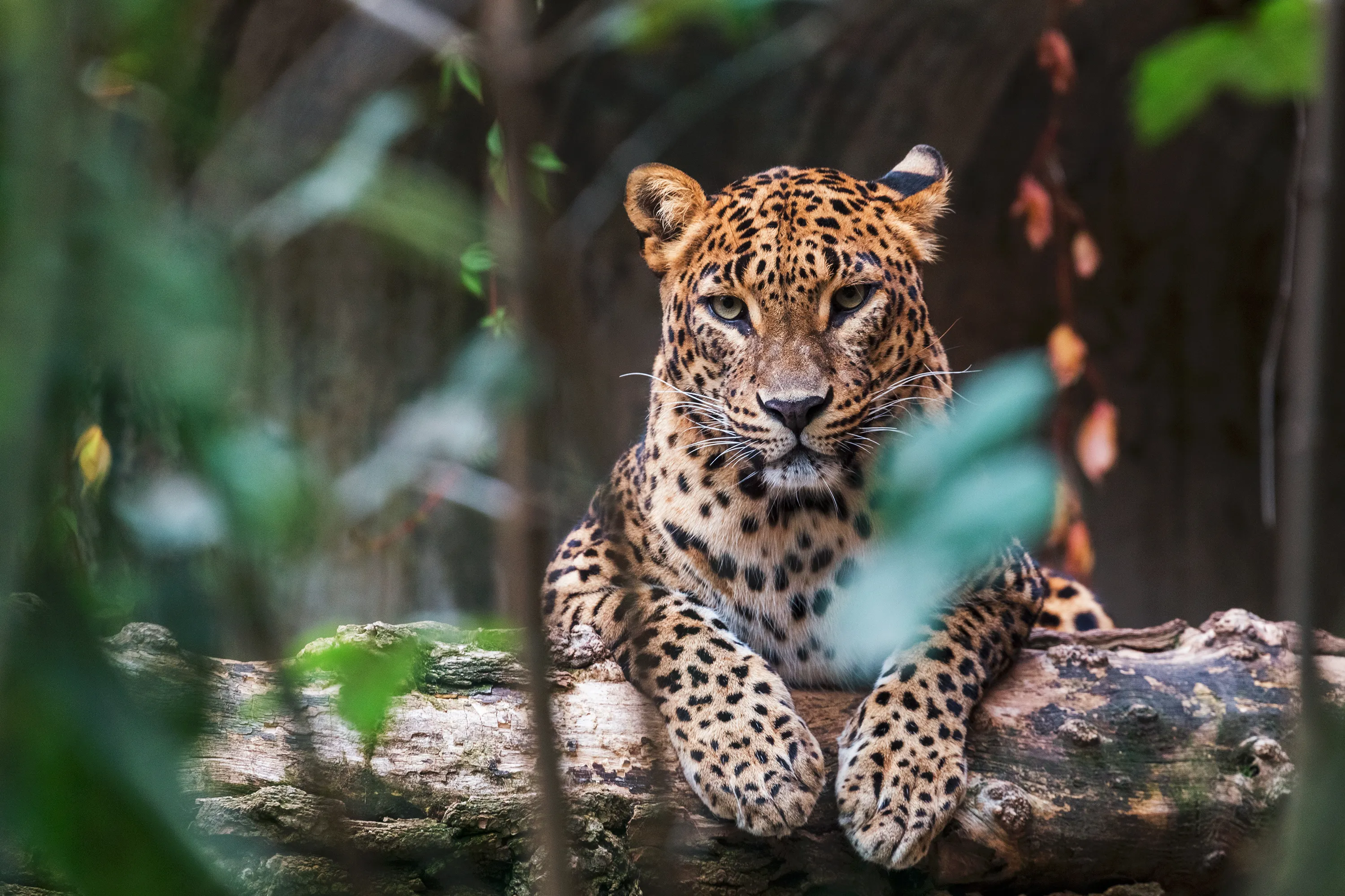 Wildlife Safari